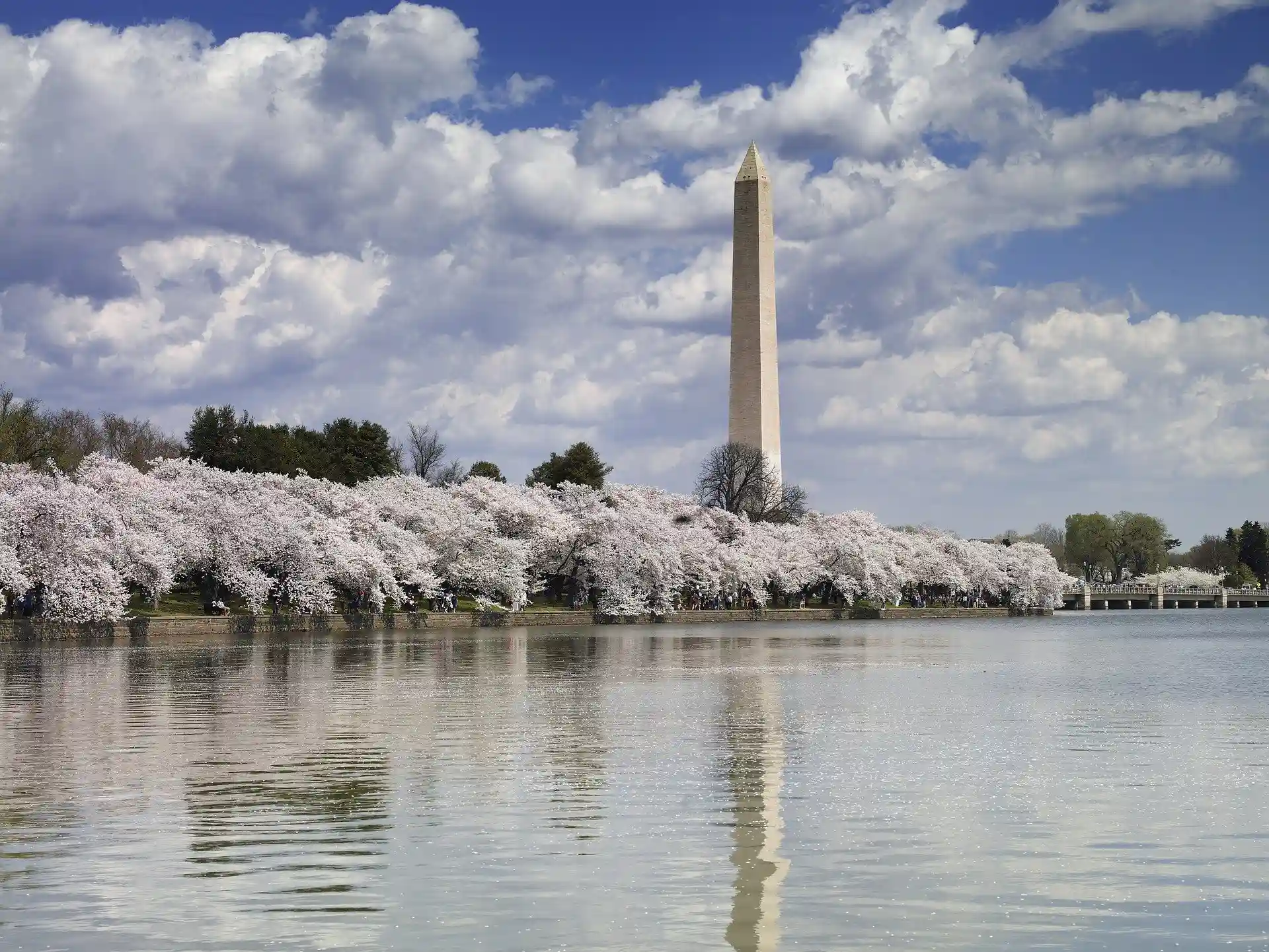 Cherry Blossoms Memorial Walk Washington DC image