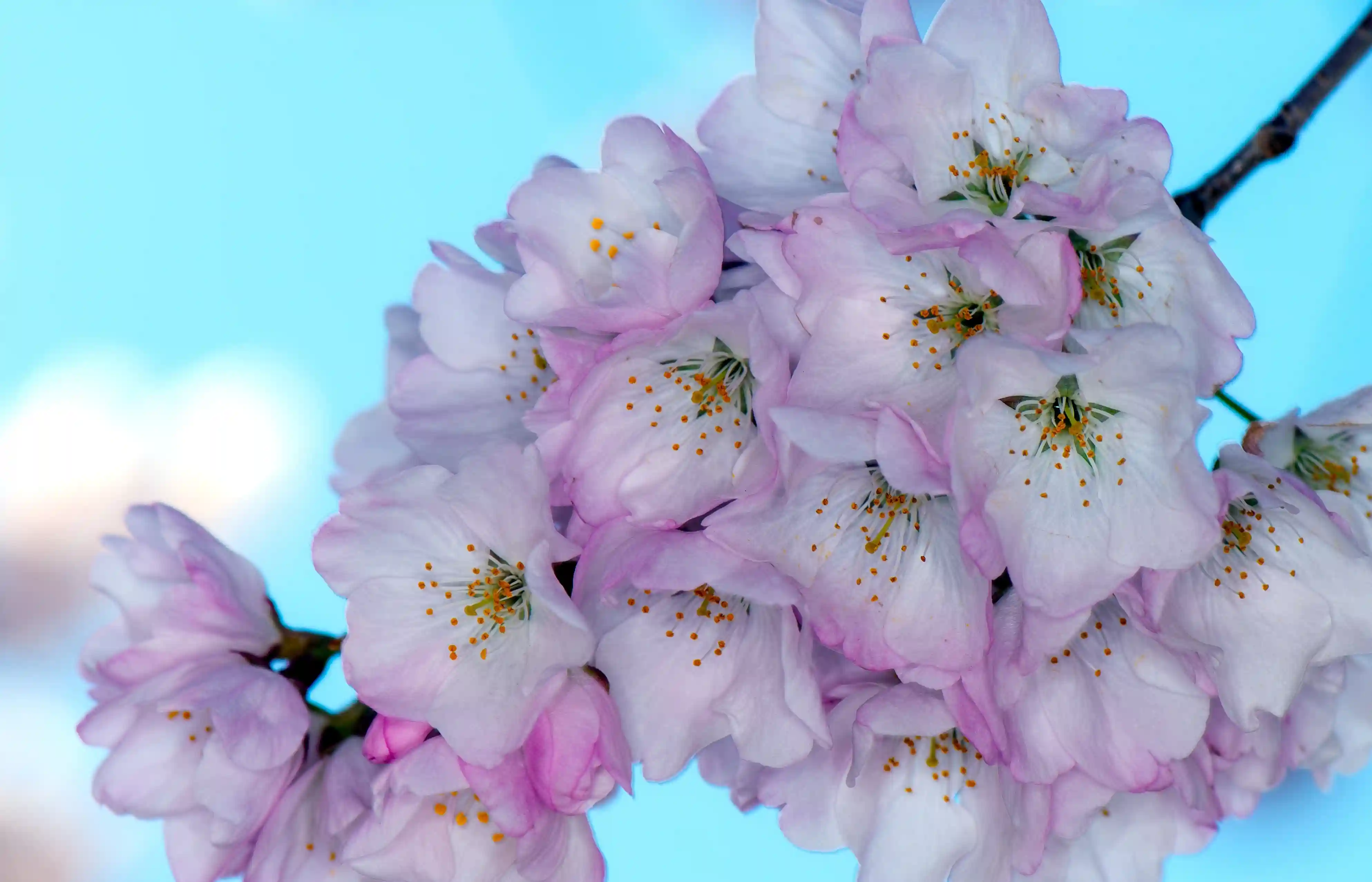 Japanese Translation Cherry Blossom Walk of Hains Point Washington DC image
