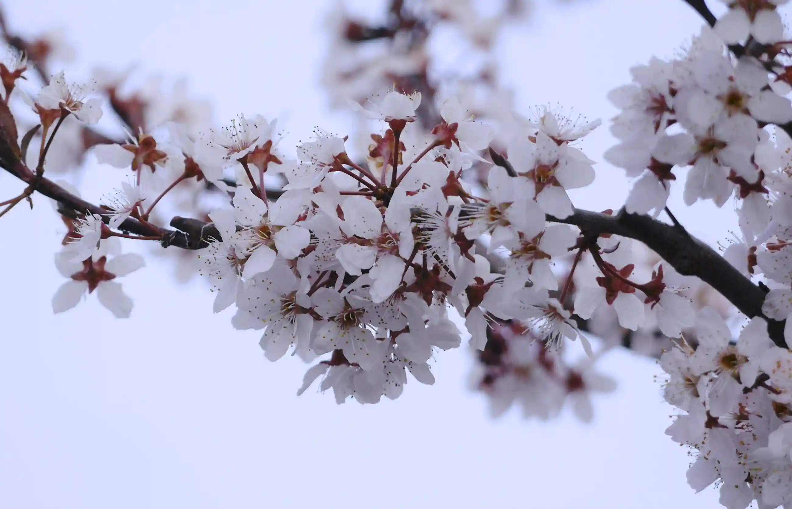 Japanese Translation Cherry Blossoms Tidal Basin Loop Washington DC image