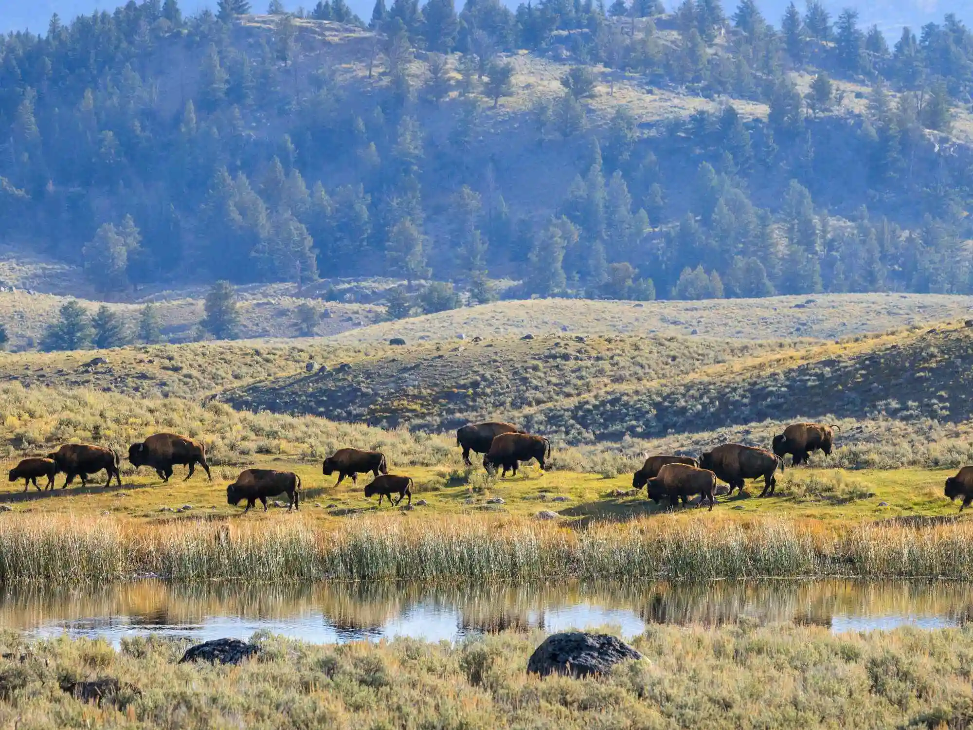 Driving Tour of the United States First National Park Yellowstone Wyoming image