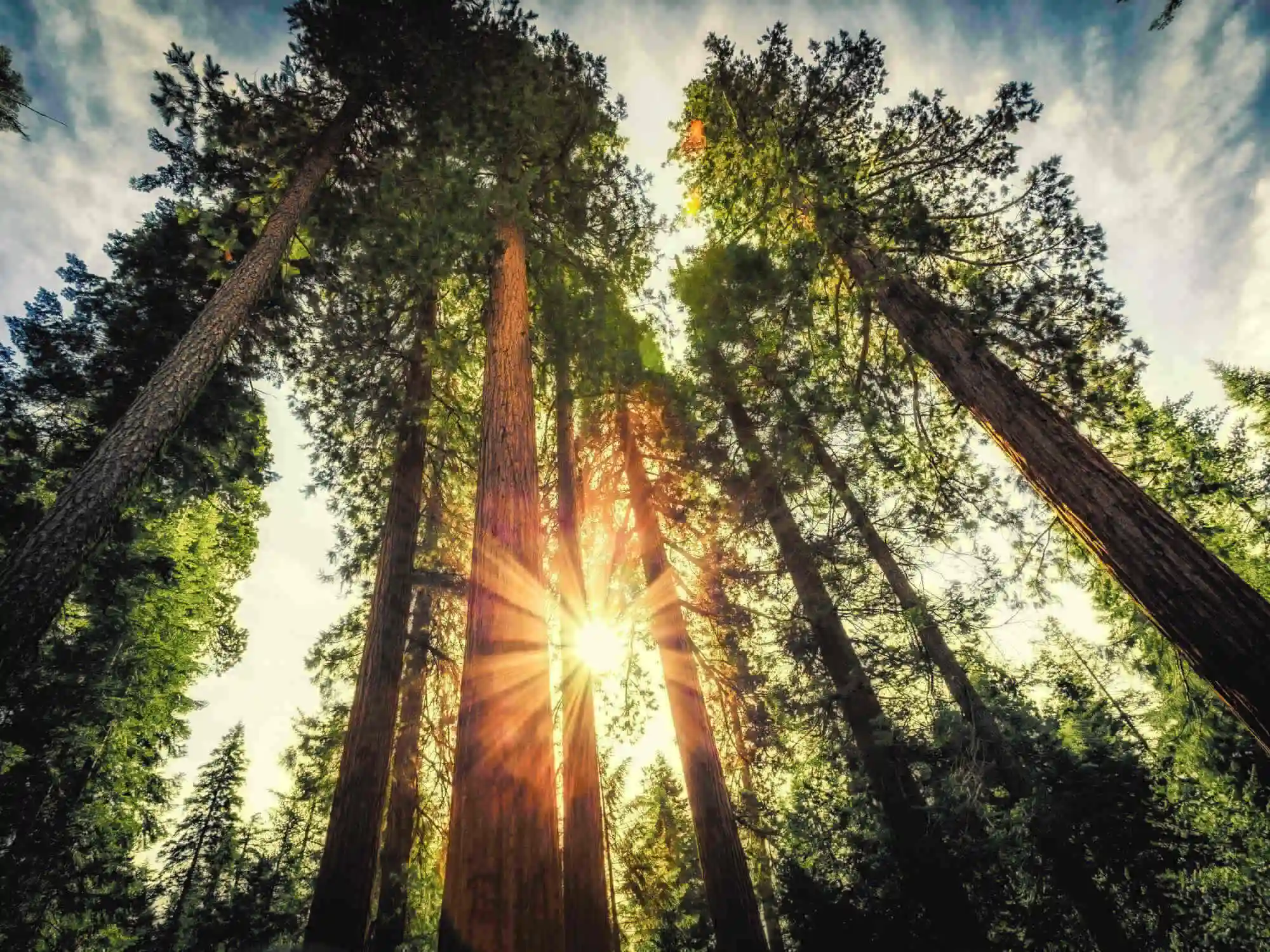 Gants Mystiques et Vues Incroyables  Circuit en Voiture  Travers le Parc National de Sequoia Californie French image