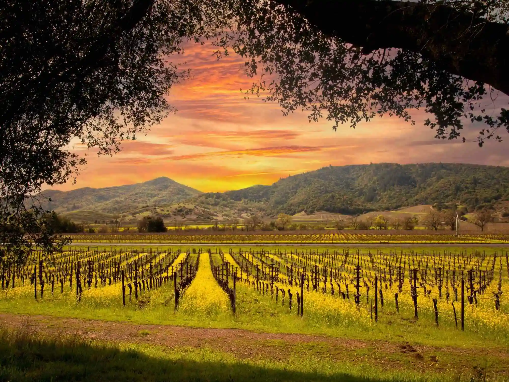 Sonoma Uncorked A GPSGuided Scenic Drive Through Wine  History image